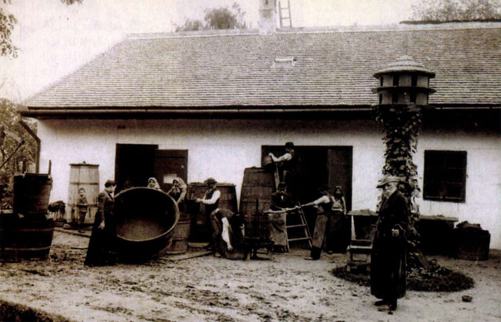 jókai kert, szüret